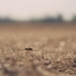 ¿Qué pasaría si todas las especies de insectos desaparecieran?