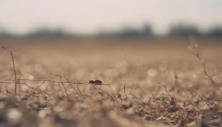 ¿Qué pasaría si todas las especies de insectos desaparecieran?