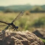 ¿Cómo era la Tierra en la era de los insectos gigantes?